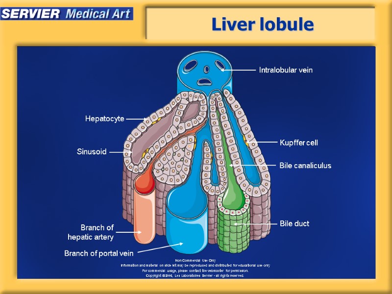 Liver lobule Intralobular vein Sinusoid Kupffer cell Hepatocyte Bile canaliculus Bile duct Branch of